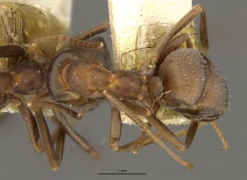 Media type: image;   Entomology 304341 Aspect: habitus dorsal view